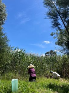 Growling Grass Frog monitoring in Reservoir
