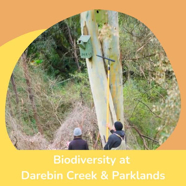 What We Do - Rangers & Biodiversity at Darebin Parklands and the Darebin Creek Corridor